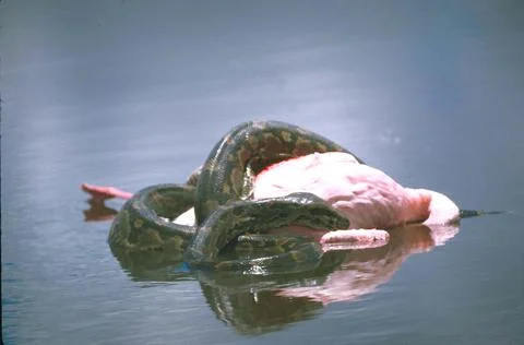 Flamingo being crushed by python snake., Kenya Stockfoto's
