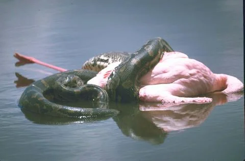 Flamingo being crushed by python snake., Kenya 写真素材