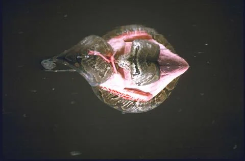 Flamingo being crushed by python snake., Kenya 库存照片