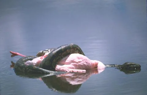Flamingo being crushed by python snake., Kenya 스톡 사진