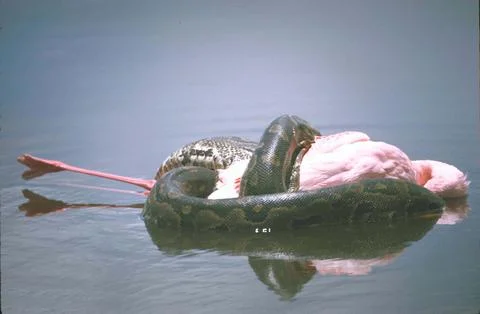 Flamingo being crushed by python snake., Kenya Stockfoto's