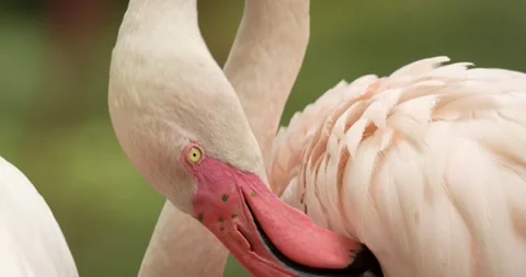 A flamingo bird cleaning the feathers close up. Stock Footage 276180337