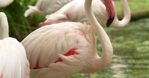 A flamingo bird cleaning the feathers close up. Stock Footage 276435641