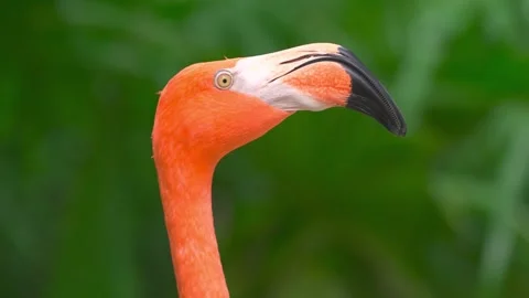 Flamingo bird close up head shot with orange feathers and green background Stock Footage 328533984