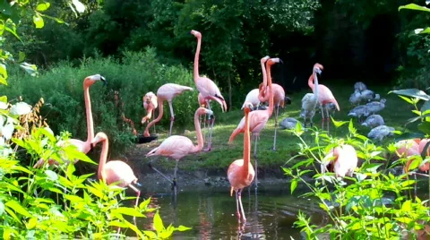 Flamingo bird Stock Footage 508974