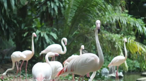 Flamingo Bird Stock Footage 40080582