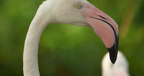 A flamingo bird head close up. Stock Footage 271559305
