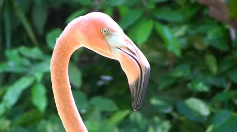 Flamingo Bird head closeup Stock Footage 53894016