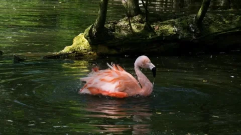 Flamingo bird in a lake Video stock 270817468