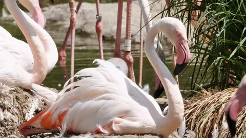 Flamingo bird lake Video stock 274415144