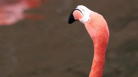 Flamingo bird in the lake scared and looking around. Video stock 268536411