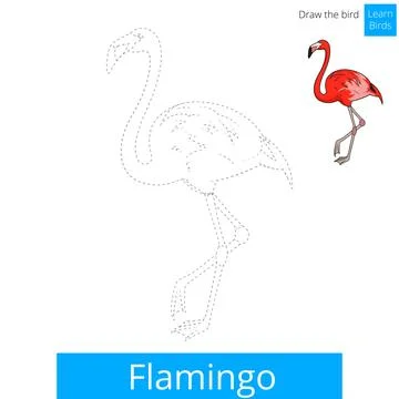 Flamingo bird learn to draw vector Stock Illustration