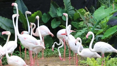 Flamingo Bird nature Stock-Footage 270817486