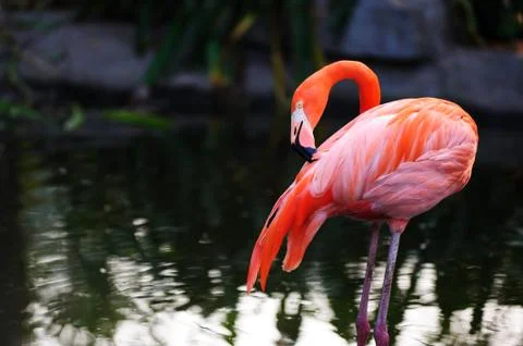 Flamingo bird Stock Photos