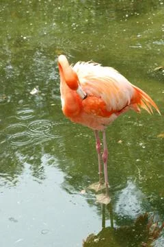 Flamingo bird Stock Photos