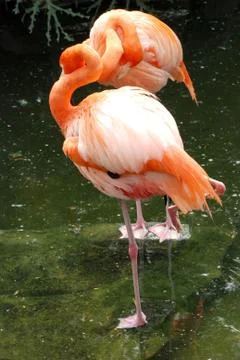 Flamingo bird Stock Photos