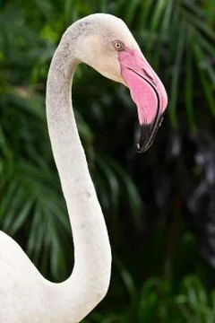 Flamingo bird Stock Photos