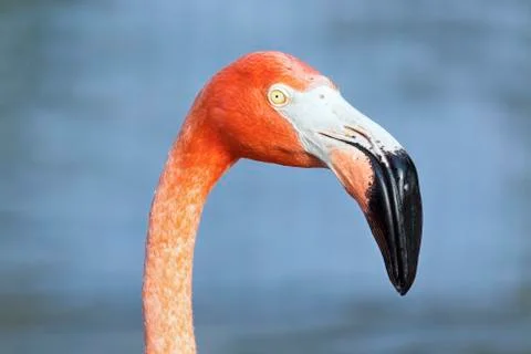 Flamingo Bird Stock Photos