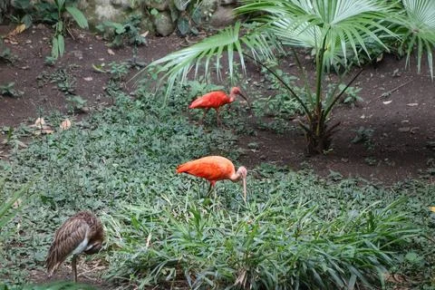 Flamingo bird Stock Photos