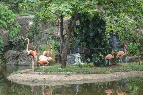 Flamingo bird in a pond Foto stock