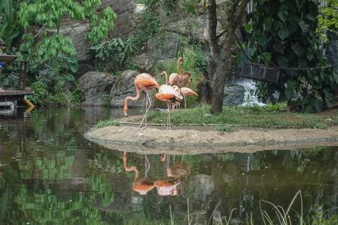 Flamingo bird in a pond Stock Photos