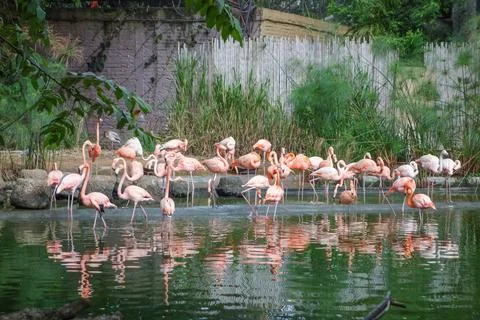 Flamingo bird in a pond Stock Photos