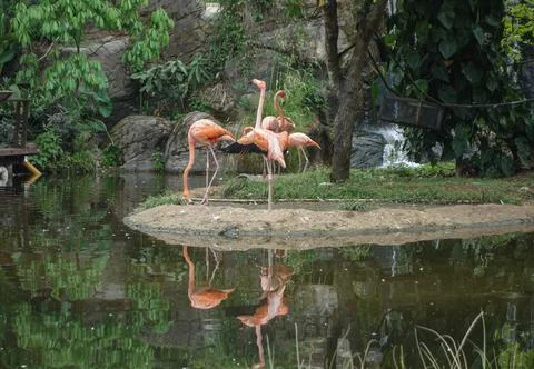 Flamingo bird in a pond Stock Photos