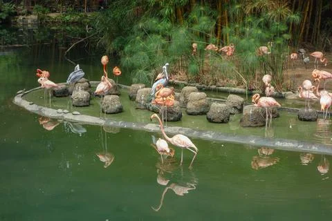 Flamingo bird in a pond Stock Photos