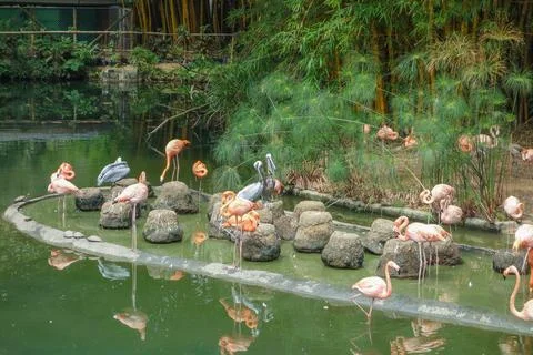 Flamingo bird in a pond Stock-Fotos