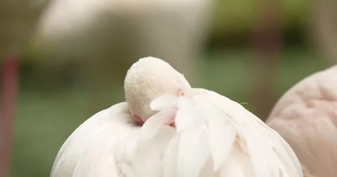A flamingo bird sleep close up. Stock Footage 276616672