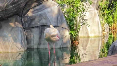 Flamingo bird standing in water. Stock Footage 306760351