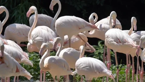 Flamingo Bird wildlife Stock-Footage 274414736