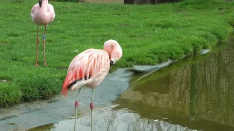 Flamingo birds drinking water Stock Footage 11863779