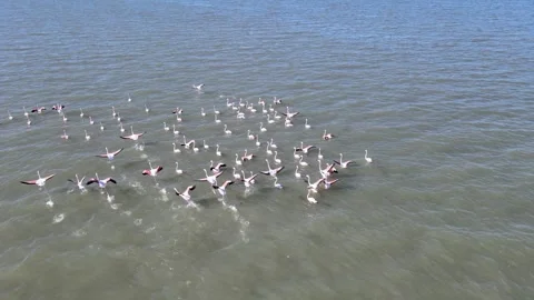 Flamingo birds drone Stock Footage 264057488