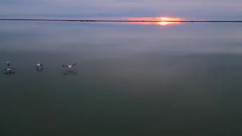Flamingo birds fly Stock Footage 268238575