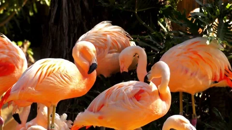 Flamingo Birds Video stock 259478278