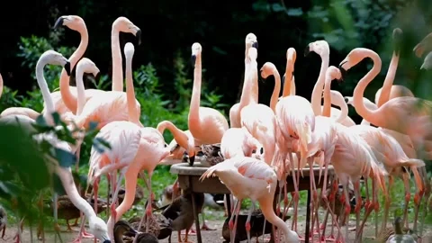 Flamingo birds Stock-Footage 270089267