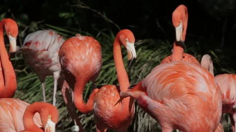 Flamingo birds in a group Stock Footage 45896217