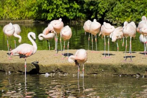 Flamingo Birds Stock Photos