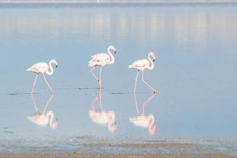 Flamingo birds Stock-Fotos