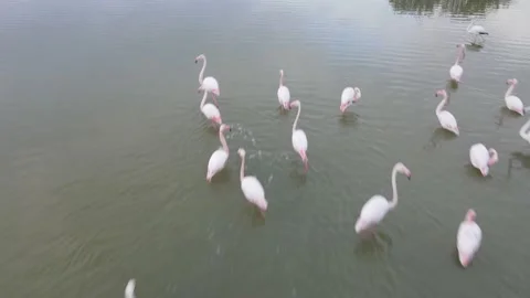 Flamingo birds visiting Cyprus Video stock 150357902
