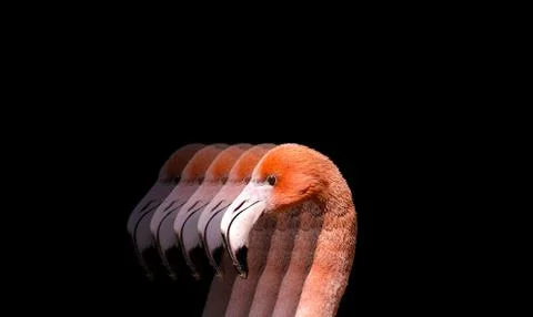 Flamingo on black background Stock Photos