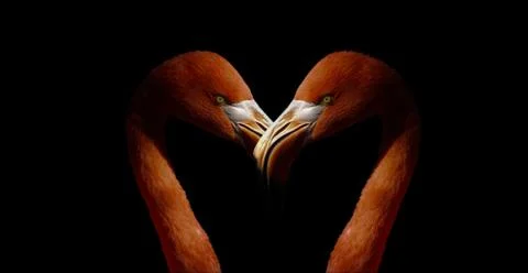 Flamingo on black background Stock Photos