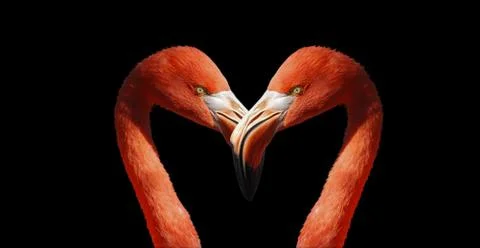 Flamingo on black background Stock Photos