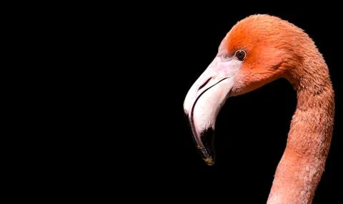 Flamingo on black background Stock Photos