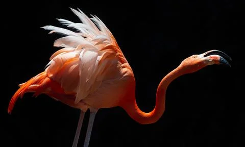 Flamingo on black background Fotos Stock