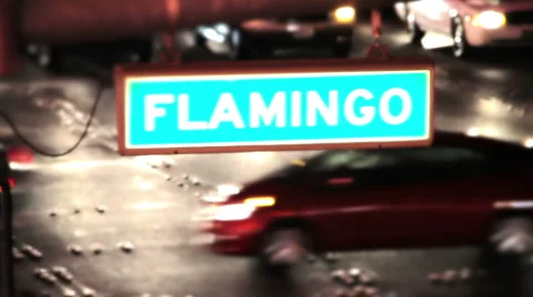 Flamingo Blvd 스톡 동영상 1043331