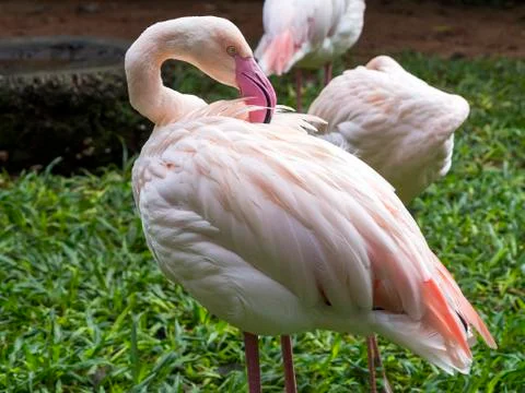Flamingo in a brazilian park Stock Photos