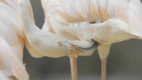 Flamingo brushes feathers with beak close-up 스톡 동영상 125480442