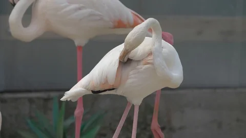 Flamingo brushes its feathers close up Stock Footage 128806137